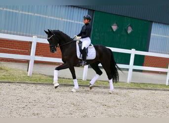 Koń westfalski, Wałach, 4 lat, 169 cm, Kara