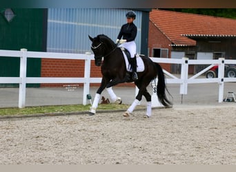 Koń westfalski, Wałach, 4 lat, 169 cm, Kara