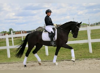 Koń westfalski, Wałach, 4 lat, 169 cm, Kara