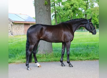 Koń westfalski, Wałach, 4 lat, 169 cm, Kara