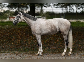 Koń westfalski, Wałach, 4 lat, 169 cm, Siwa