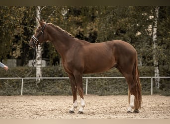 Koń westfalski, Wałach, 4 lat, 170 cm, Ciemnokasztanowata