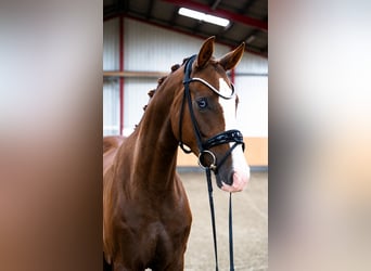 Koń westfalski, Wałach, 4 lat, 170 cm, Ciemnokasztanowata