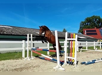 Koń westfalski, Wałach, 4 lat, 170 cm, Gniada