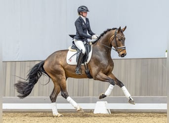 Koń westfalski, Wałach, 4 lat, 170 cm, Gniada