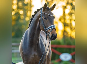 Koń westfalski, Wałach, 4 lat, 170 cm, Gniada