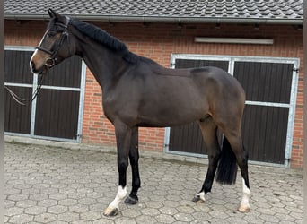 Koń westfalski, Wałach, 4 lat, 170 cm, Gniada