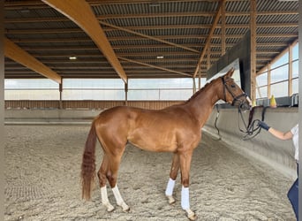 Koń westfalski, Wałach, 4 lat, 170 cm, Kasztanowata