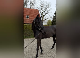 Koń westfalski, Wałach, 4 lat, 170 cm, Skarogniada