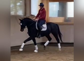 Koń westfalski, Wałach, 4 lat, 170 cm, Skarogniada