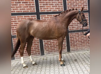 Koń westfalski, Wałach, 4 lat, 171 cm, Kasztanowata