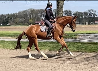 Koń westfalski, Wałach, 4 lat, 171 cm, Kasztanowata