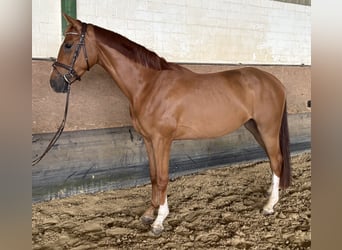 Koń westfalski, Wałach, 4 lat, 171 cm, Kasztanowata