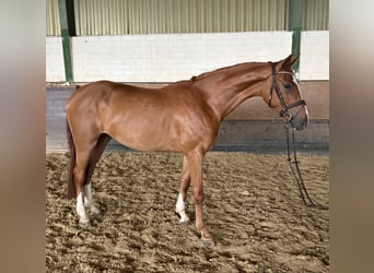 Koń westfalski, Wałach, 4 lat, 171 cm, Kasztanowata