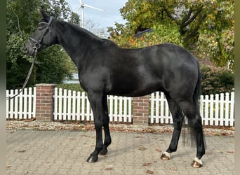 Koń westfalski, Wałach, 4 lat, 172 cm, Kara