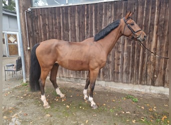 Koń westfalski, Wałach, 4 lat, 173 cm, Gniada