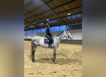 Koń westfalski, Wałach, 4 lat, 173 cm, Siwa