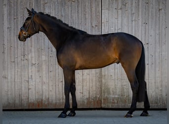 Koń westfalski, Wałach, 4 lat, 174 cm, Ciemnogniada