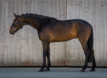 Koń westfalski, Wałach, 4 lat, 174 cm, Ciemnogniada