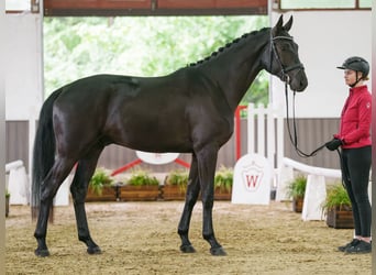 Koń westfalski, Wałach, 4 lat, 174 cm, Skarogniada