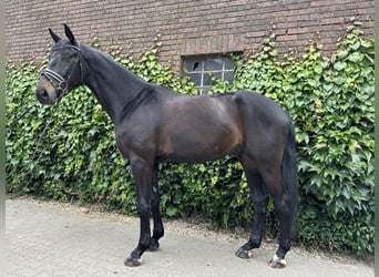 Koń westfalski, Wałach, 4 lat, 175 cm, Skarogniada