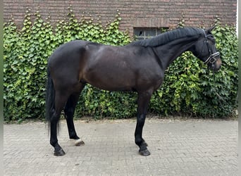 Koń westfalski, Wałach, 4 lat, 175 cm, Skarogniada