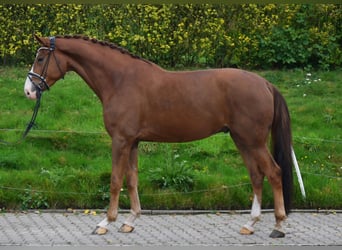 Koń westfalski, Wałach, 4 lat, 179 cm, Kasztanowata