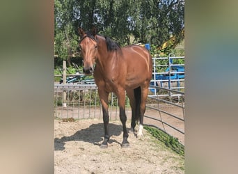 Koń westfalski, Wałach, 4 lat, 180 cm, Gniada