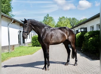 Koń westfalski, Wałach, 4 lat, 180 cm, Kara