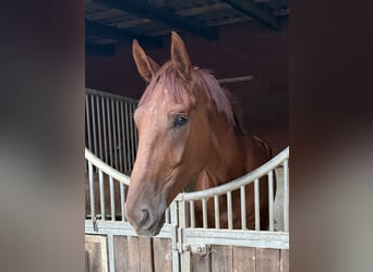 Koń westfalski, Wałach, 4 lat, 180 cm, Kasztanowata