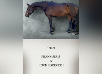 Koń westfalski, Wałach, 4 lat, Gniada