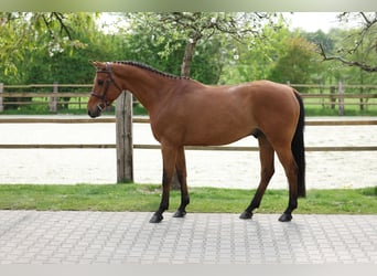 Koń westfalski, Wałach, 5 lat, 160 cm, Gniada