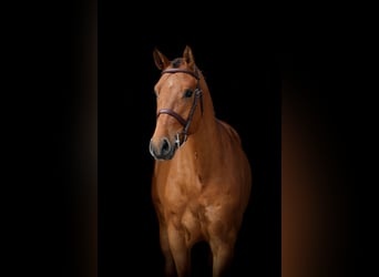 Koń westfalski, Wałach, 5 lat, 160 cm, Gniada