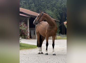 Koń westfalski, Wałach, 5 lat, 163 cm, Gniada