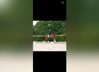 Koń westfalski, Wałach, 5 lat, 164 cm, Gniada