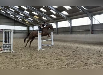 Koń westfalski, Wałach, 5 lat, 165 cm, Cisawa