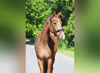 Koń westfalski, Wałach, 5 lat, 167 cm, Kasztanowata