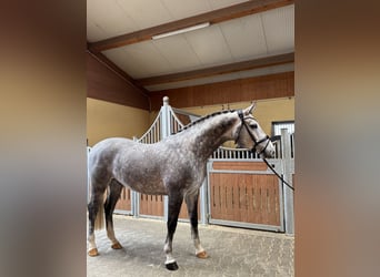 Koń westfalski, Wałach, 5 lat, 167 cm, Siwa