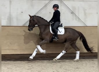 Koń westfalski, Wałach, 5 lat, 168 cm, Ciemnokasztanowata