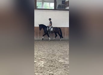 Koń westfalski, Wałach, 5 lat, 168 cm, Gniada