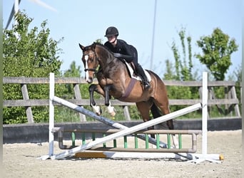 Koń westfalski, Wałach, 5 lat, 168 cm, Gniada