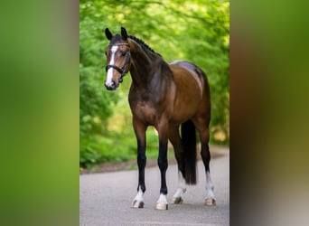 Koń westfalski, Wałach, 5 lat, 168 cm, Gniada