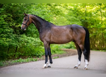 Koń westfalski, Wałach, 5 lat, 168 cm, Gniada