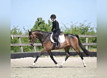Koń westfalski, Wałach, 5 lat, 168 cm, Gniada