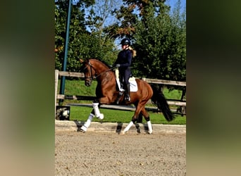 Koń westfalski, Wałach, 5 lat, 168 cm, Gniada