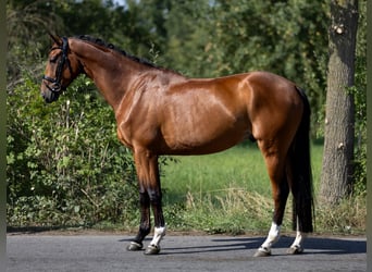 Koń westfalski, Wałach, 5 lat, 168 cm, Gniada