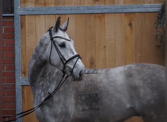 Koń westfalski, Wałach, 5 lat, 168 cm, Siwa jabłkowita