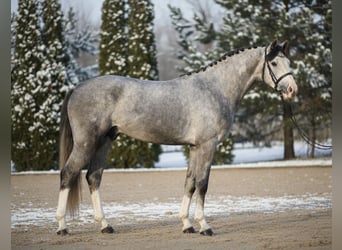 Koń westfalski, Wałach, 5 lat, 168 cm, Siwa