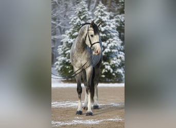 Koń westfalski, Wałach, 5 lat, 168 cm, Siwa