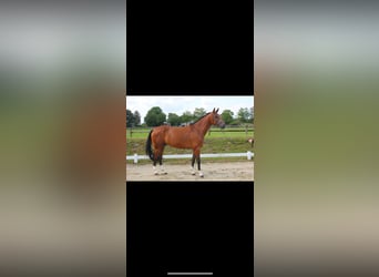 Koń westfalski, Wałach, 5 lat, 169 cm, Gniada
